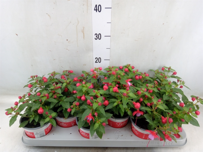 <h4>Fuchsia  'Bella Fuchsia Lydia'</h4>