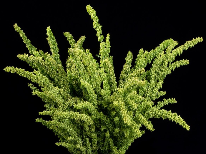 <h4>Rumex Unicorn</h4>