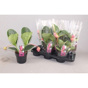 !! PROMO !! MEDIN MAG LAMBADA P14 2+