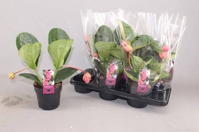 <h4>MEDIN MAG LAMBADA</h4>