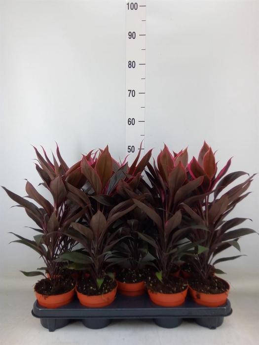 <h4>Cordyline fruti. 'Tango'</h4>