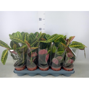 Maranta leuc. 'Fascinator'