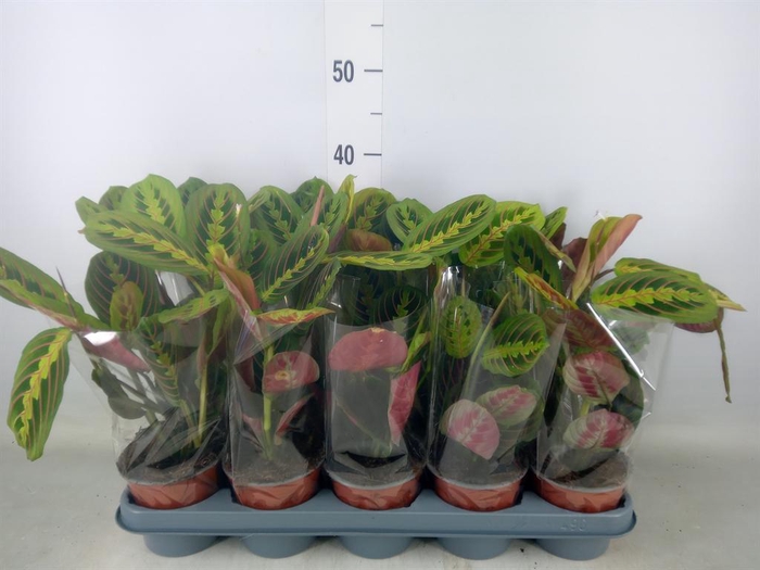 <h4>Maranta leuc. 'Fascinator'</h4>