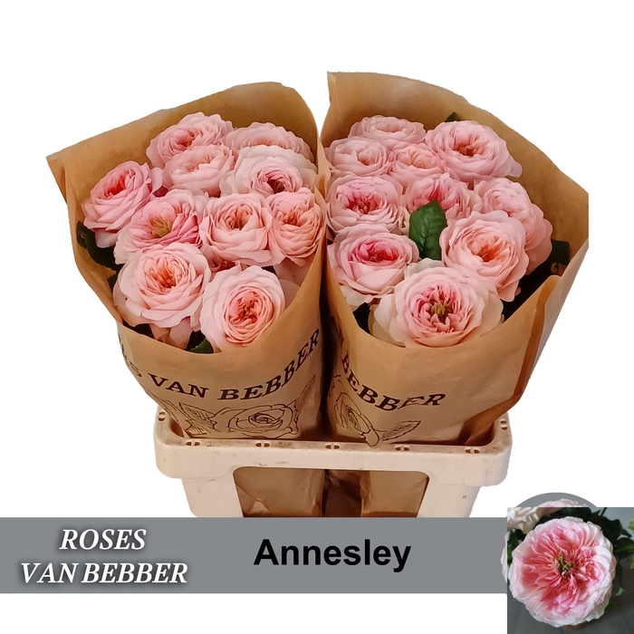 <h4>R GR ANNESLEY!</h4>