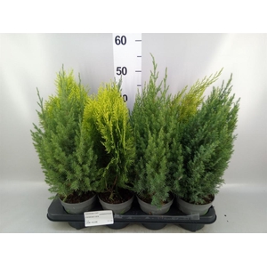 Conifers   ...mix