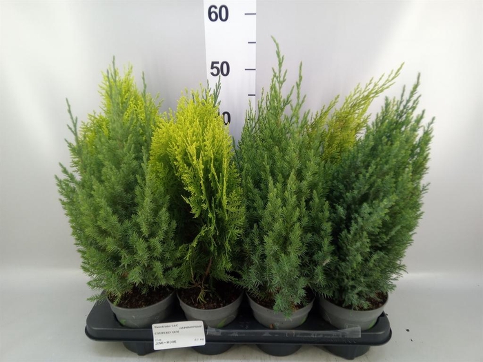 <h4>Conifers   ...mix</h4>