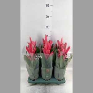 Vriesea   ...
