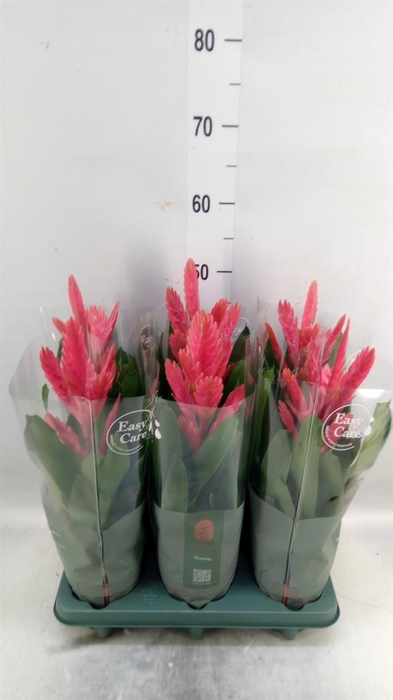 <h4>Vriesea   ...</h4>