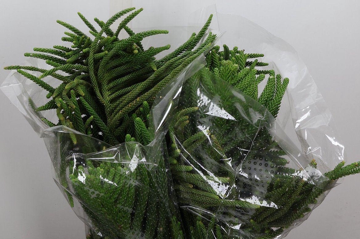 <h4>Araucaria 500 Gr</h4>