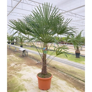 Trachycarpus fortunei