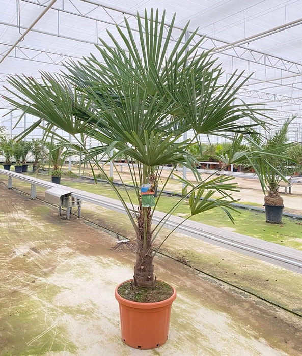 <h4>Trachycarpus fortunei</h4>
