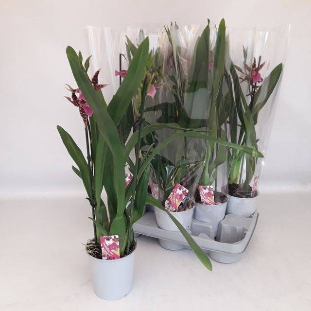 <h4>BRASSIA SUMMER DREAM</h4>