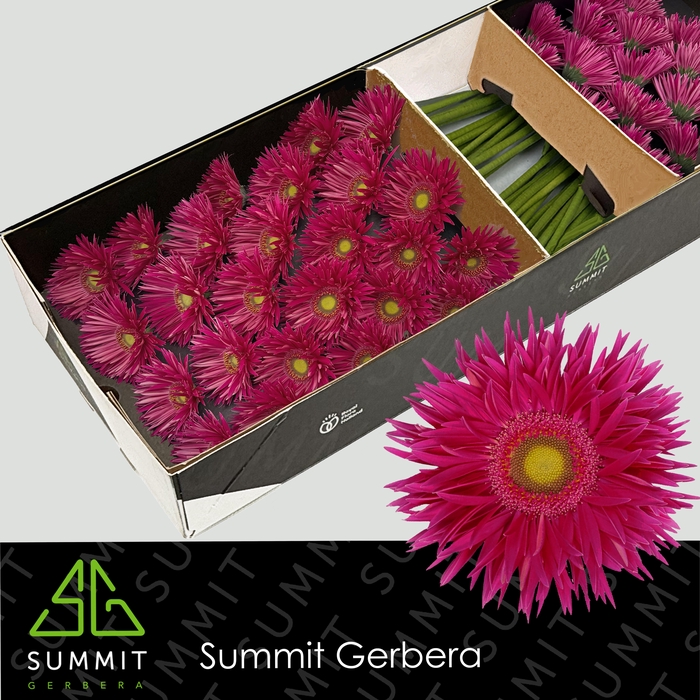 <h4>Gerbera Spider Kaa Doos</h4>