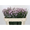 Aster Baby Pink Pearl