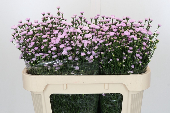 Aster Baby Pink Pearl