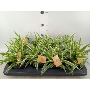 Chlorophytum com. 'Ocean'