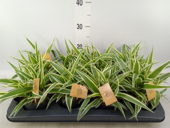 <h4>Chlorophytum com. 'Ocean'</h4>