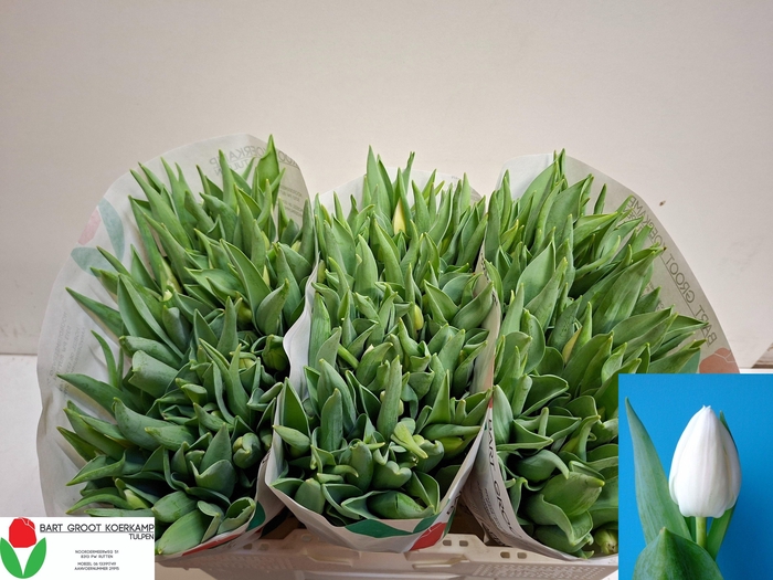 <h4>TU EN WHITE MARVEL</h4>