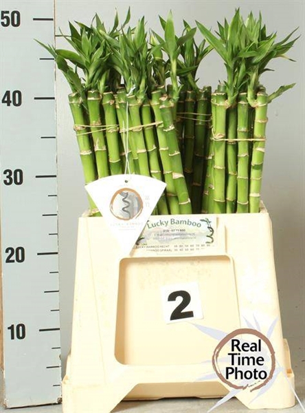 <h4>DRAC S LUCKY BAMBOO</h4>