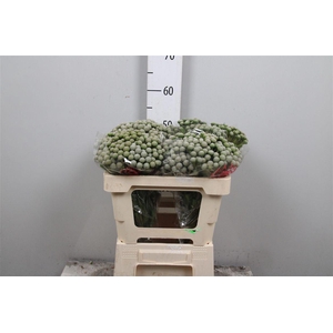 Kaaps Brunia Silver Moon