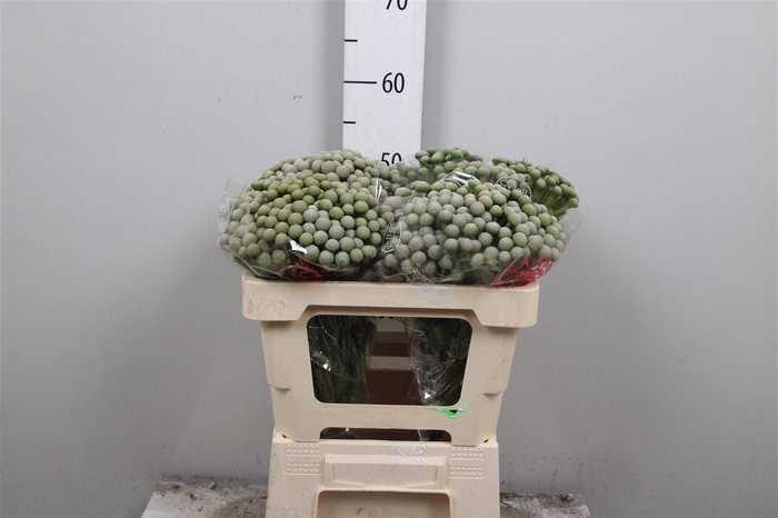 <h4>Kaaps Brunia Silver Moon</h4>