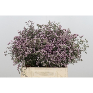 Lim Saf Oshi Pink 40 05