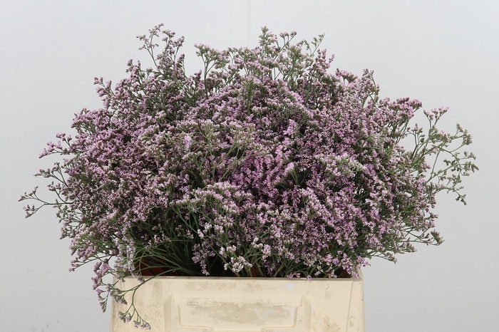 <h4>Lim Saf Oshi Pink 40 05</h4>