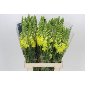 Antirrhinum Potomac Yellow