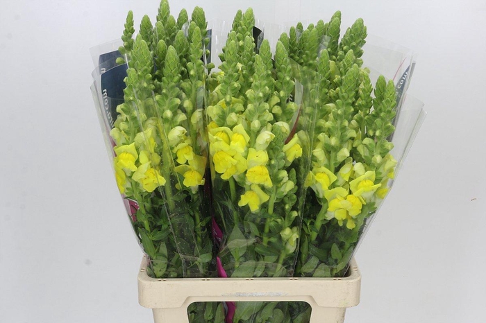 <h4>Antirrhinum Potomac Yellow</h4>