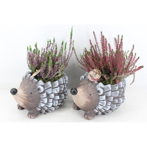 arr4 Outdoor PL - Ker. egel calluna