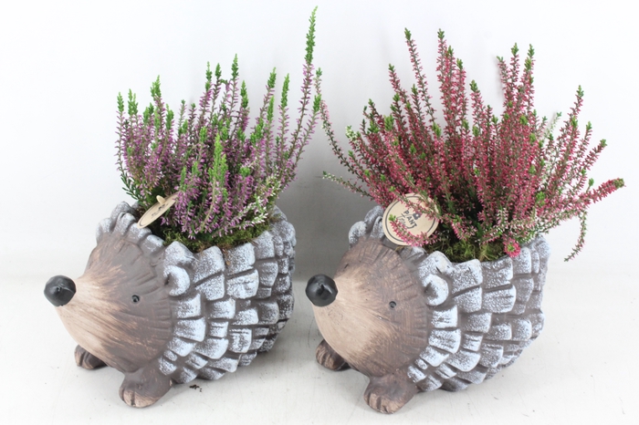 <h4>arr4 Outdoor PL - Ker. egel calluna</h4>