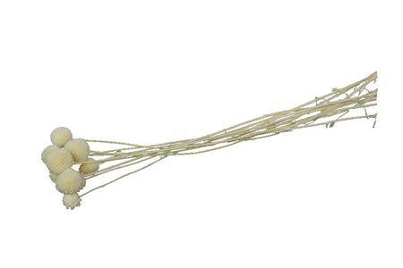 <h4>Pres Craspedia Bleached 10 Pcs Bunch</h4>