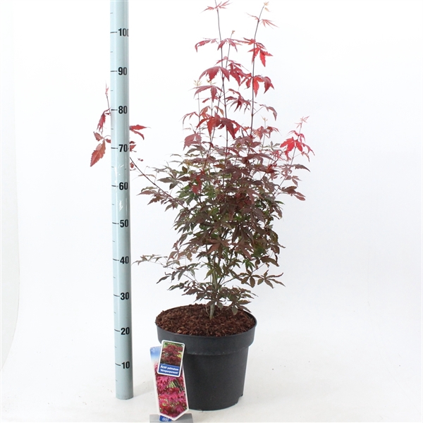 <h4>Acer pal. 'Atropurpureum'</h4>