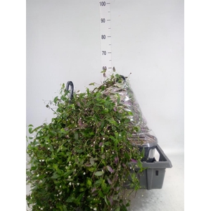 Tradescantia flum.