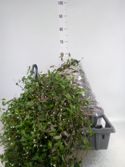 <h4>Tradescantia flum.</h4>