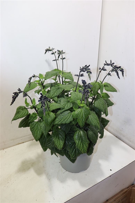 <h4>Salvia Black & Bloom</h4>