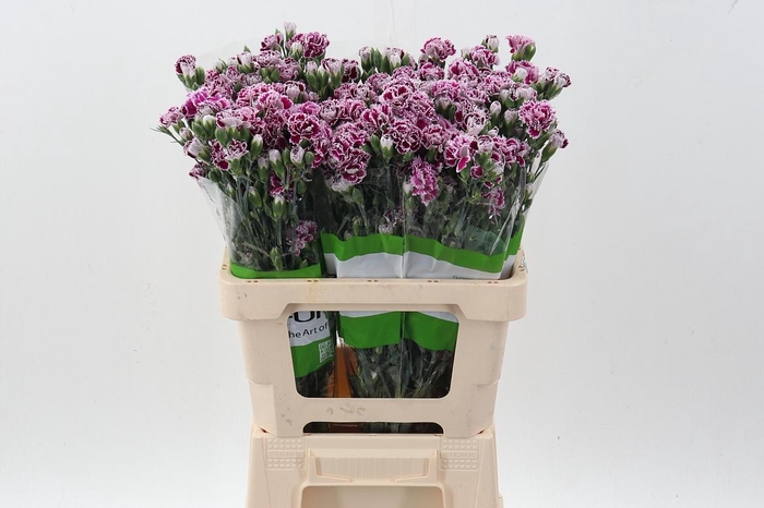 <h4>Di Fiorino Value</h4>