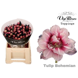 Vip Tu Du Double Bohemian