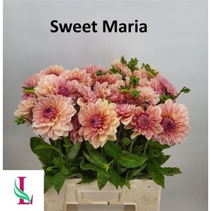 Dahl Sweet Maria