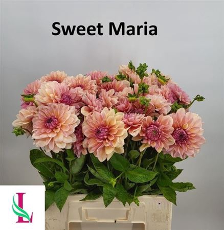 <h4>Dahl Sweet Maria</h4>