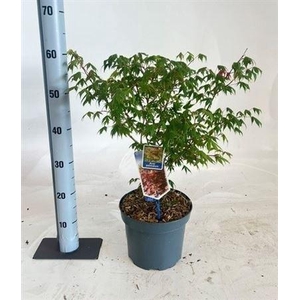 Acer palmatum
