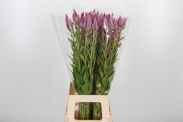 <h4>Celosia Pl. Overig</h4>