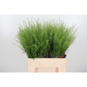 Lepidium Green Bell