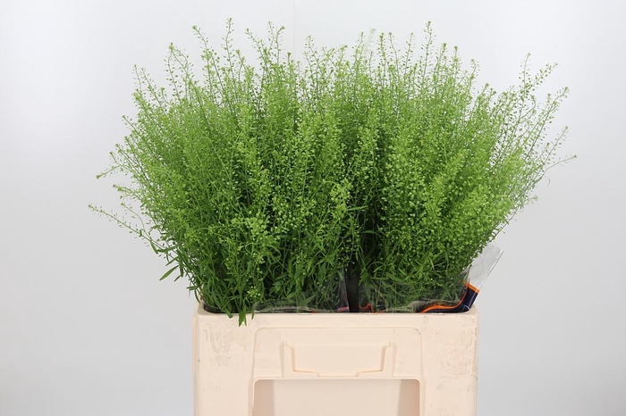 <h4>Lepidium Green Bell</h4>