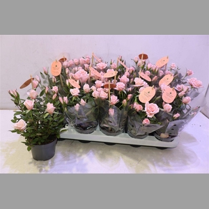 Ro Rosaroma Pink