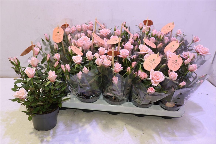 <h4>Ro Rosaroma Pink</h4>