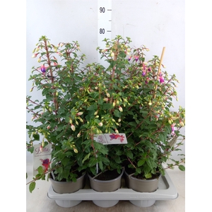 Fuchsia  'Bella Fuchsia Nora'