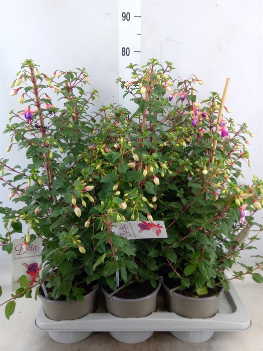 <h4>Fuchsia  'Bella Fuchsia Nora'</h4>