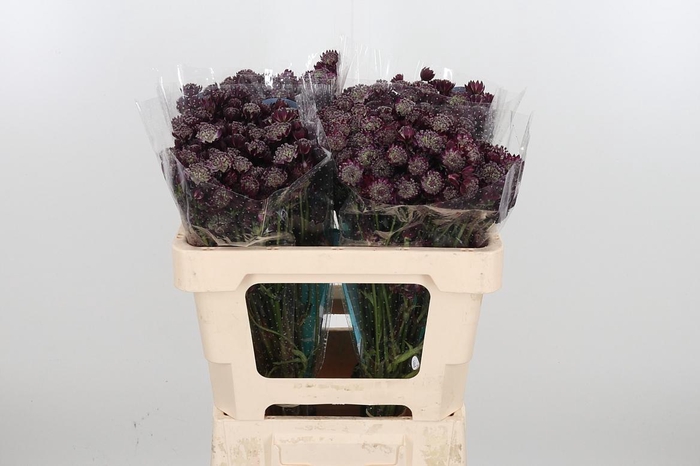 <h4>Astr Star Of Love</h4>