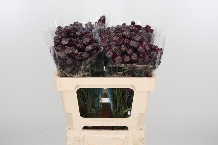 <h4>Astr Star Of Love</h4>